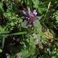 Lamium purpureum (Lamiaceae) - inflorescence - whole - unspecified