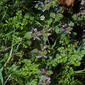 Lamium purpureum (Lamiaceae) - whole plant - in flower - general view