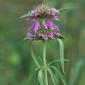 Monarda citriodora (Lamiaceae) - inflorescence - whole - unspecified