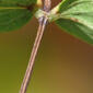 Cunila origanoides (Lamiaceae) - stem - showing leaf bases