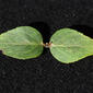Cunila origanoides (Lamiaceae) - leaf - on upper stem