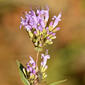 Cunila origanoides (Lamiaceae) - inflorescence - whole - unspecified