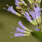 Cunila origanoides (Lamiaceae) - inflorescence - lateral view of flower