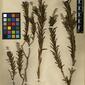 Herbarium Specimen Image