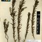 Herbarium Specimen Image