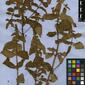 Herbarium Specimen Image