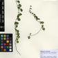 Herbarium Specimen Image