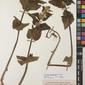 Herbarium Specimen Image