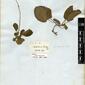 Herbarium Specimen Image