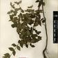 Herbarium Specimen Image