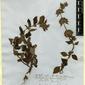 Herbarium Specimen Image