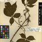 Herbarium Specimen Image