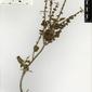 Herbarium Specimen Image