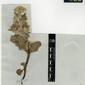 Herbarium Specimen Image