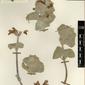 Herbarium Specimen Image