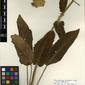 Herbarium Specimen Image