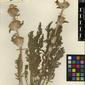 Herbarium Specimen Image