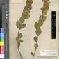 Herbarium Specimen Image