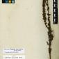 Herbarium Specimen Image