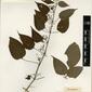 Herbarium Specimen Image