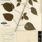 Herbarium Specimen Image