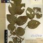 Herbarium Specimen Image