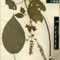 Herbarium Specimen Image