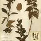 Herbarium Specimen Image