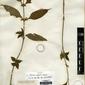 Herbarium Specimen Image