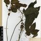 Herbarium Specimen Image