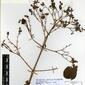 Herbarium Specimen Image