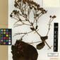 Herbarium Specimen Image