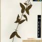 Herbarium Specimen Image