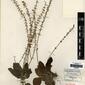 Herbarium Specimen Image