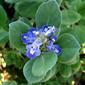 Vitex rotundifolia