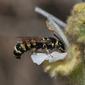 Ochreriades fasciatus on Ballota undulata