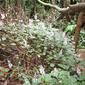 Plectranthus ciliatus