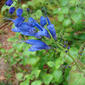 Salvia cacaliifolia, the Blue Vine Sage