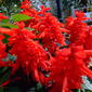LAMIACEAE 唇形科 - Scarlet Sage (Salvia splendens) 一串紅