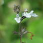 Phyllostegia parviflora var. lydgatei