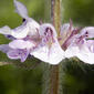 Stachys palustris homotricha WOUNDWORT