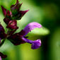 Salvia canariensis (Lamiaceae)