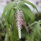 Weeping Rostrinucula {rostrinucula dependens}