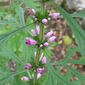 Leonurus sibiricus, known as Motherwort or as Honeyweed