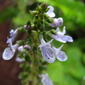 Plectranthus parviflorus