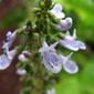 Plectranthus parviflorus