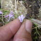 Hedeoma hyssopifolia