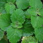 Plectranthus parviflorus