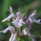 Stachys floridana; hedge nettle flowers