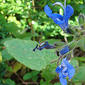 Salvia scutellarioides